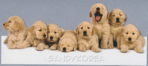Pix-Golden Retriever Puppies  카드