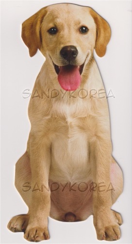 Pix-Yellow Labrador Puppy 카드