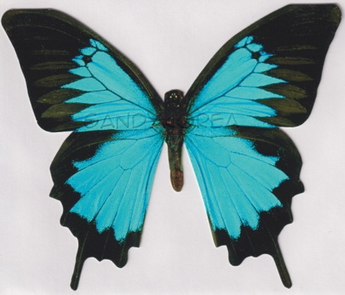 Pix-Mountain Blue Butterfly 카드