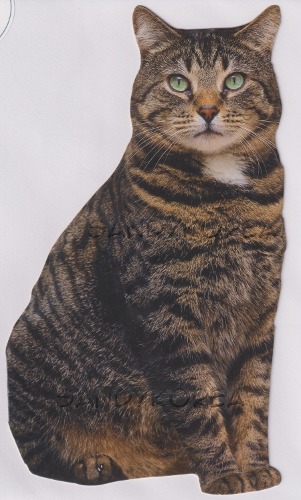 Pix-Brown Tabby Cat 카드