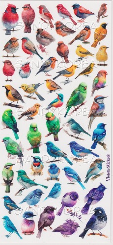VS-Rainbow Birds C206