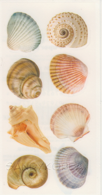Pix-Sea Shells